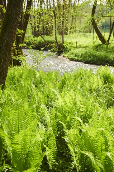 Male fern