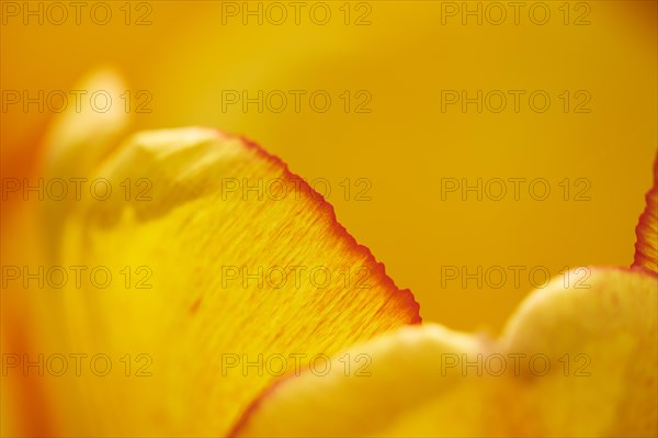 Garden tulip