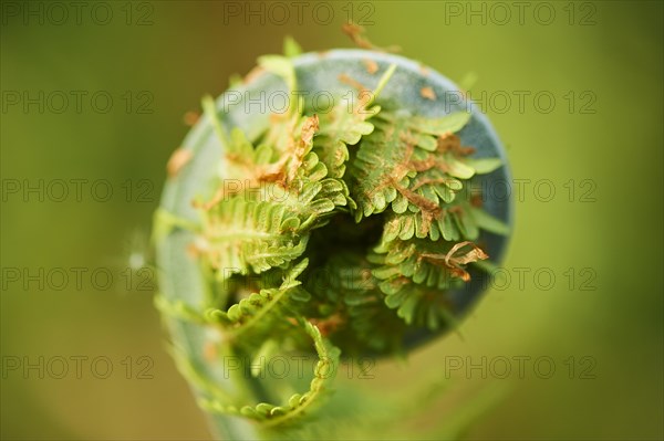 Male fern