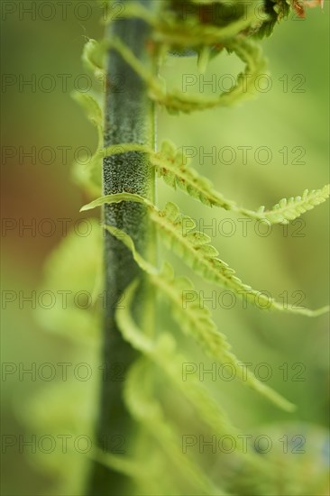 Male fern