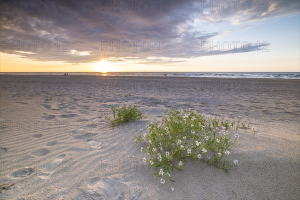 Sunset in the dunes at the North Sea