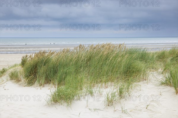 Dune landscape on the North Sea coast in De Panne