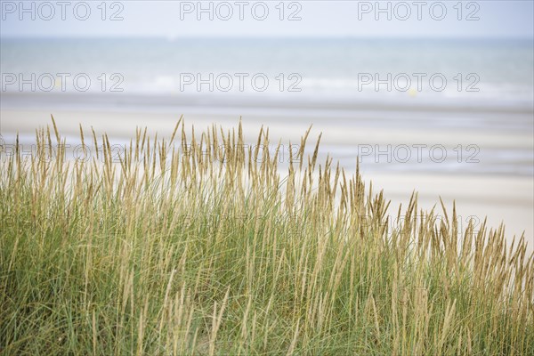 Dune landscape on the North Sea coast in De Panne