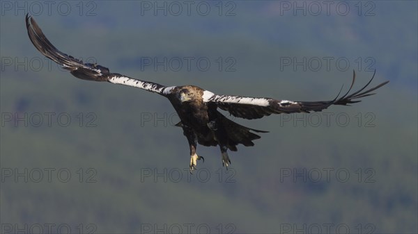 Spanish imperial eagle