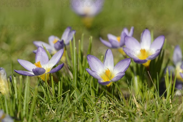 Sieber crocus or Greek dwarf crocus