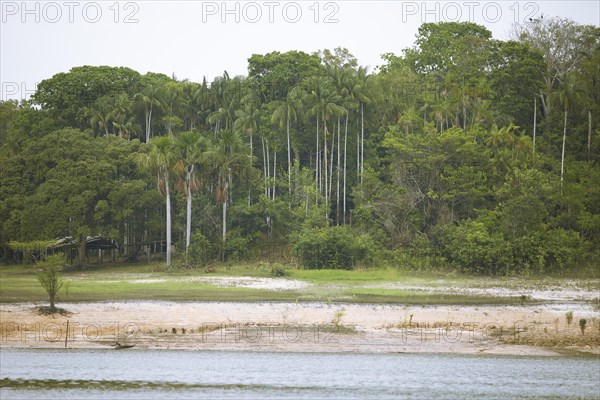 Riparian landscape on the Rio Amazonas at low water level