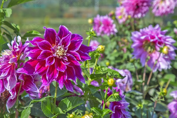 Daisy flowers in Gandhi garden srinagar