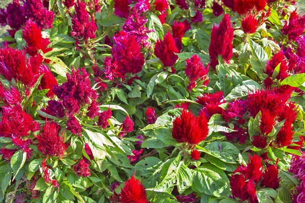 Blooming flowers in Srinagar