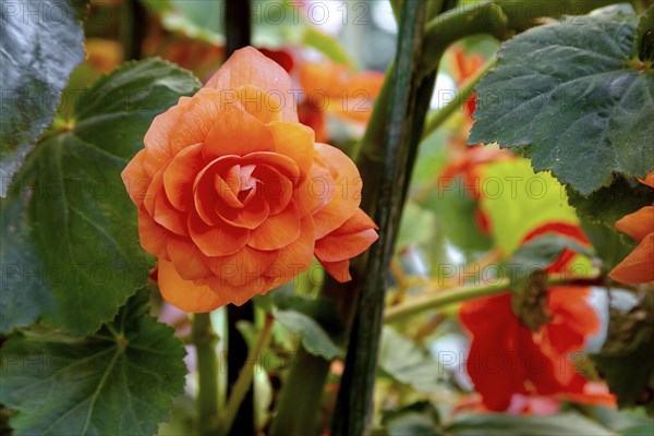 Orange begonia in full bloom at the Road Company garden Mussourie