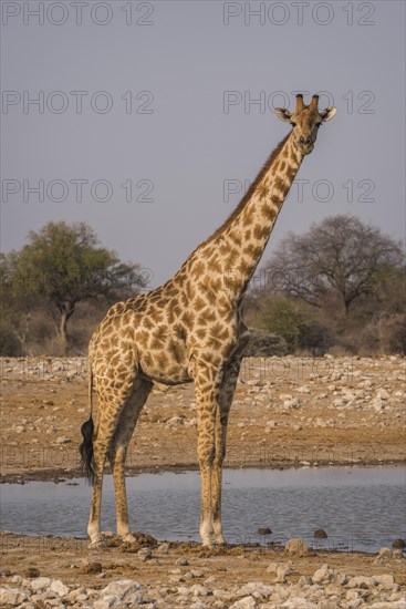 Angolan giraffe