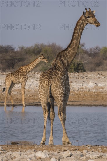 Angolan giraffes