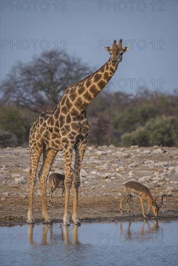 Angolan giraffe