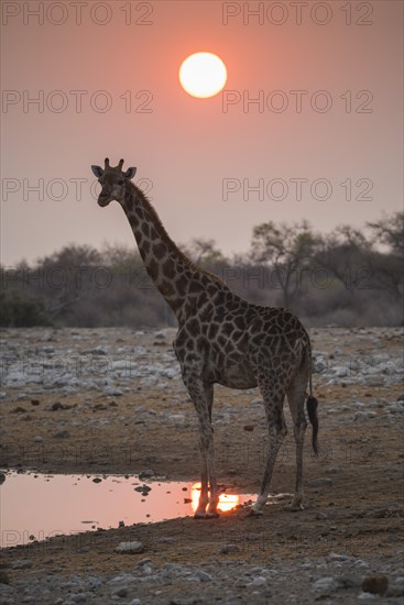 Angolan giraffe