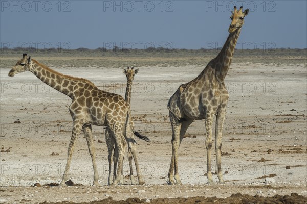 Angolan giraffes