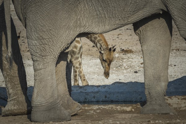 Angolan giraffe