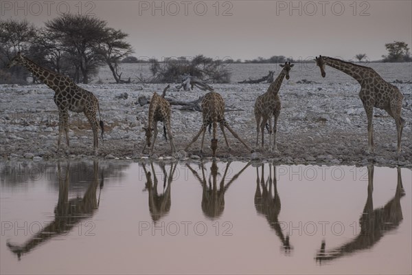 Angolan giraffes
