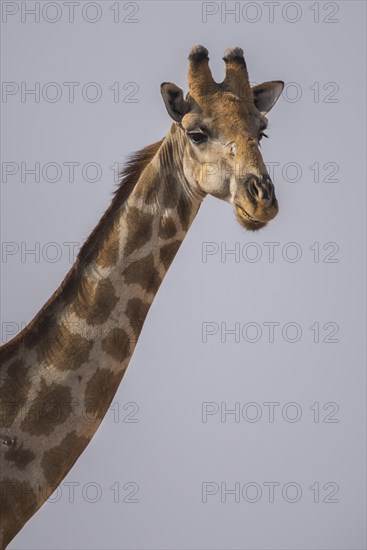 Angolan giraffe