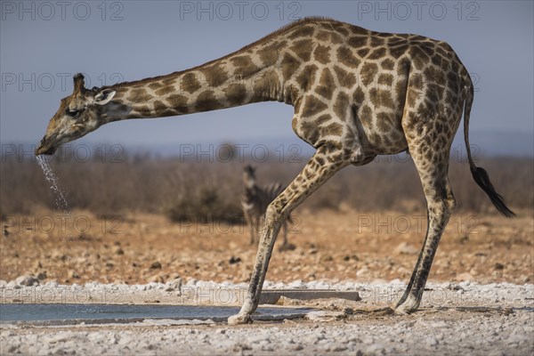 Angolan giraffe