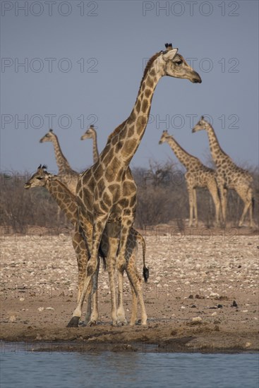 Angolan giraffes