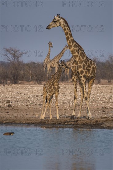 Angolan giraffes