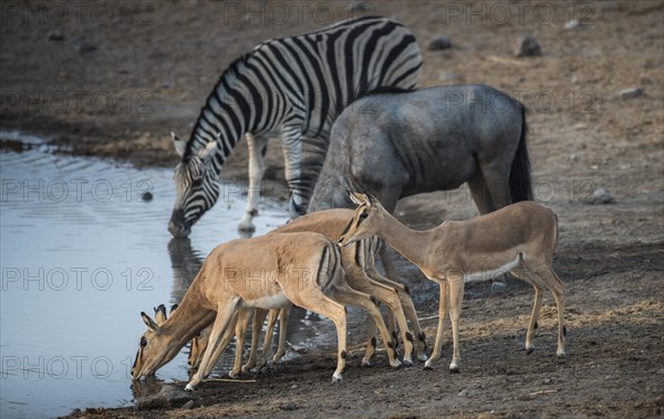 Black-faced impalas