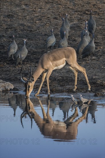 Black-faced impala