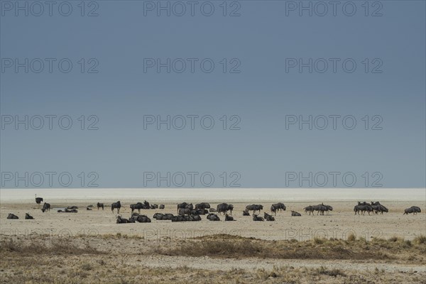Blue wildebeests