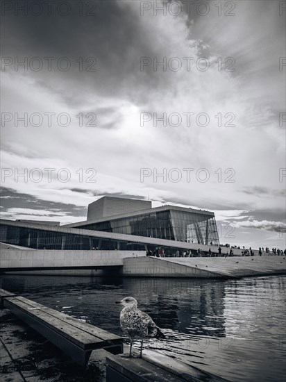 Seagull in front of the Opera House in Oslo