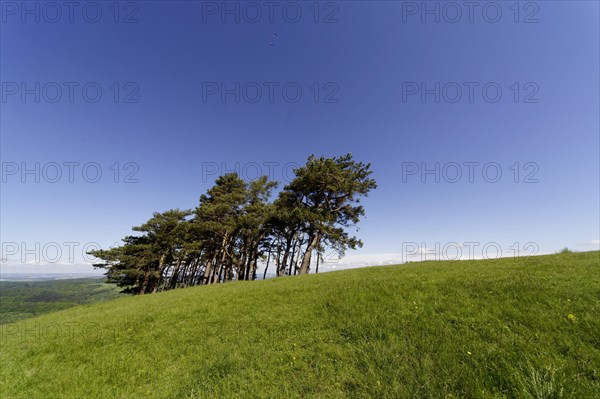 Black pines on the Hohenbol