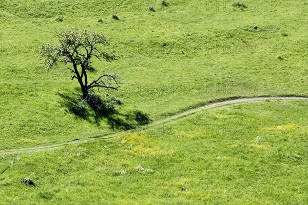 Meadow in spring