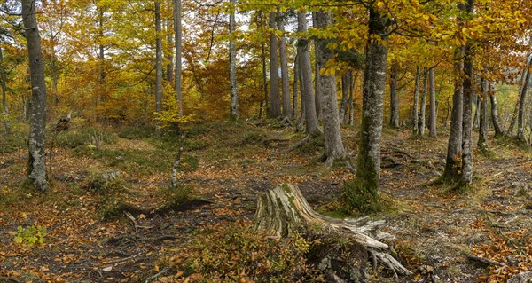 Colourful trees in autumn
