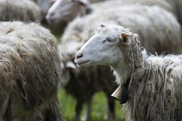 Sheep with a bell around its neck in a meadow with a flock of sheep