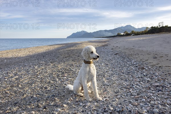 White poodle