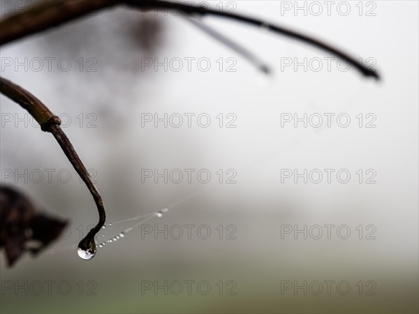 Dewdrops on a spider's web