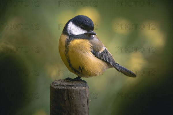 Great tit