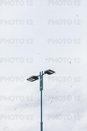 Flock birds flying street light against sky