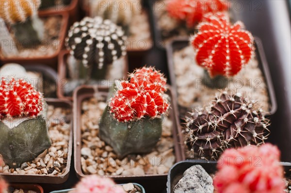 Cactus