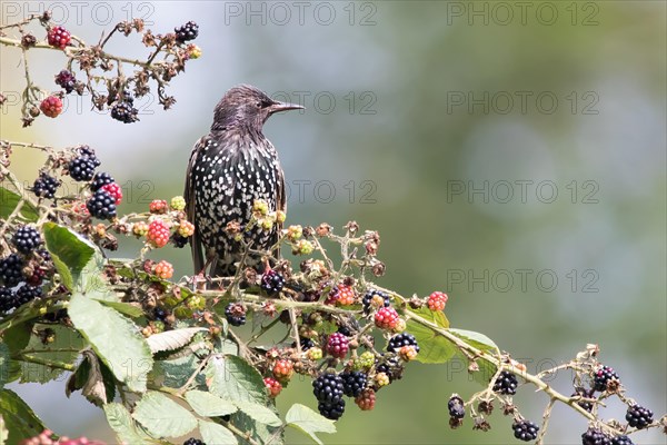 Common starling