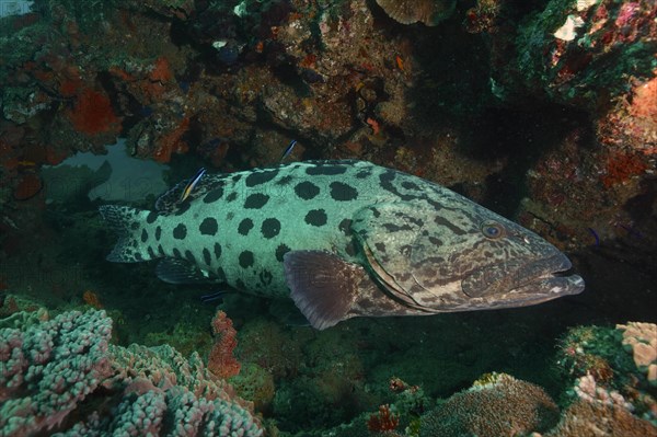 Potato grouper