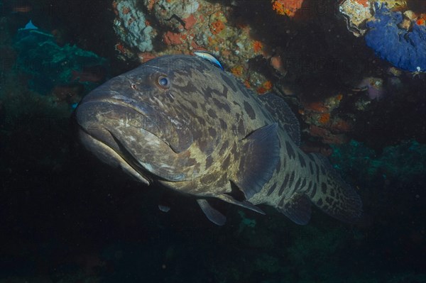 Potato grouper