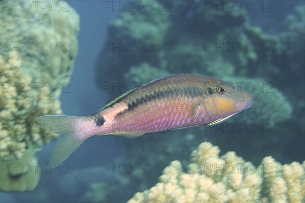 Short-stripe mullet