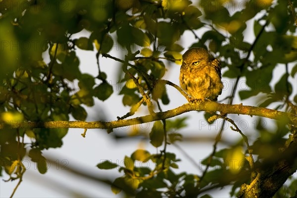 Little owl