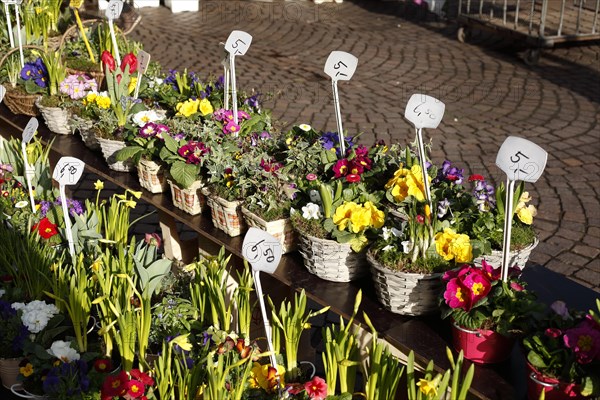 Colourful blooming flowers with price tags at a flower market