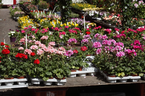 Colourful blooming flowers with price tags at a flower market