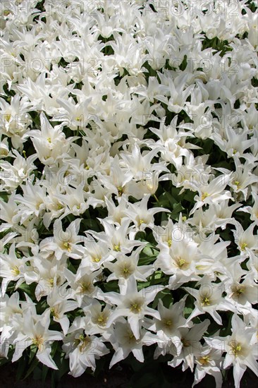 Blooming tulips flowers in as floral plant background
