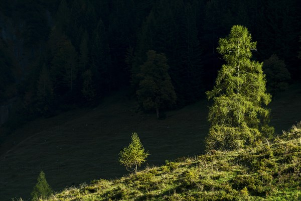 Mountain slope with fir trees in sidelight