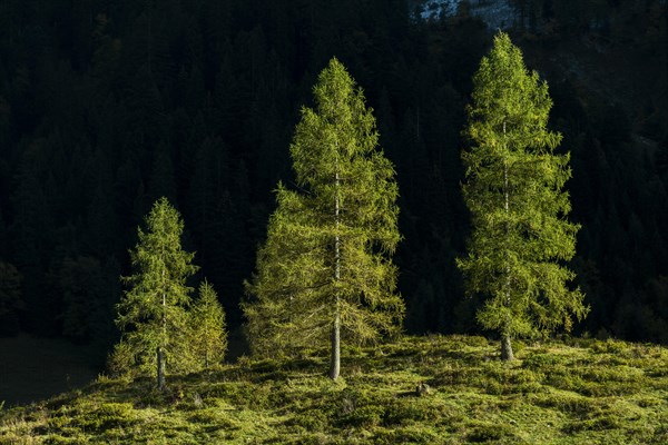 Fir trees in sidelight