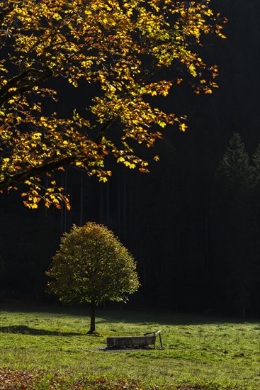 Sycamore maple