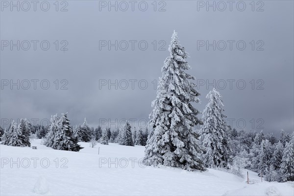 Snow-covered fir trees