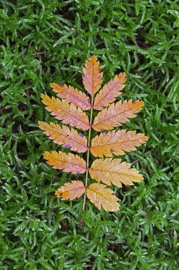 Rowan